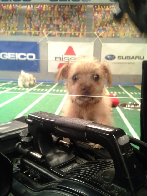 Illustration for article titled Plexiglas, poop, and penguins: Life behind the scenes on the Puppy Bowl